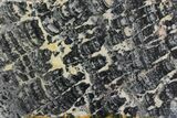 Proterozoic Age Columnar Stromatolite (Asperia) Slab - Australia #158138-1